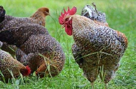 Інкубаційне яйце