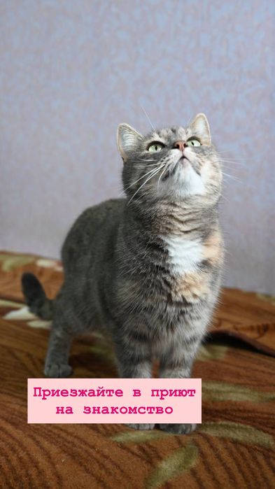 Грустная Мэри из приюта