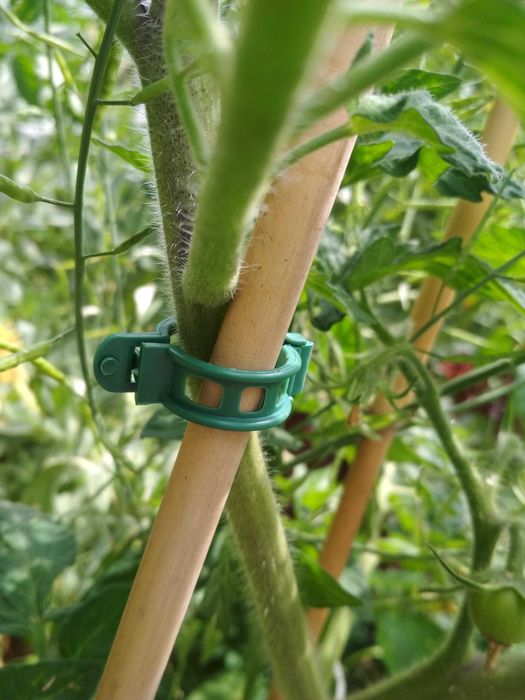 Klipsy do pomidorów, zapinki do ogórków, storczyków - 100 sztuk