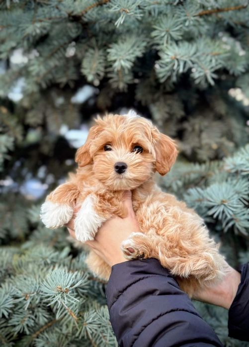 Хлопчик Мальтіпу Ф1