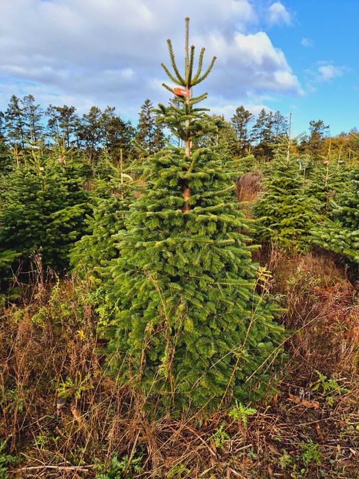 Plantacja Jodła Kaukaska cięta 100-500 lub w donicy 100-175 TuChoinki