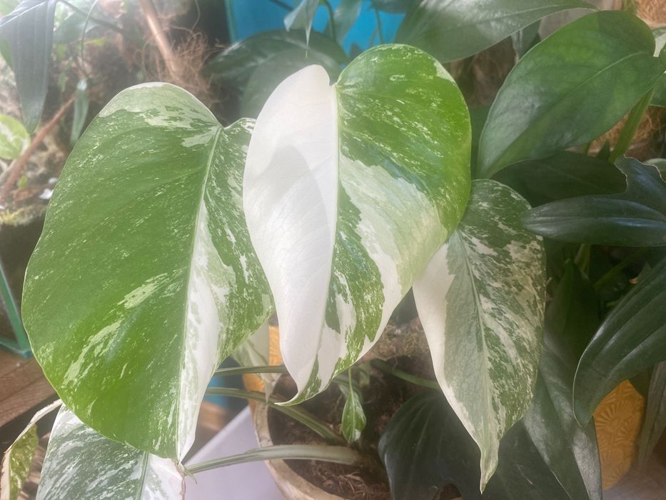 Monstera variegata. Rosnąca