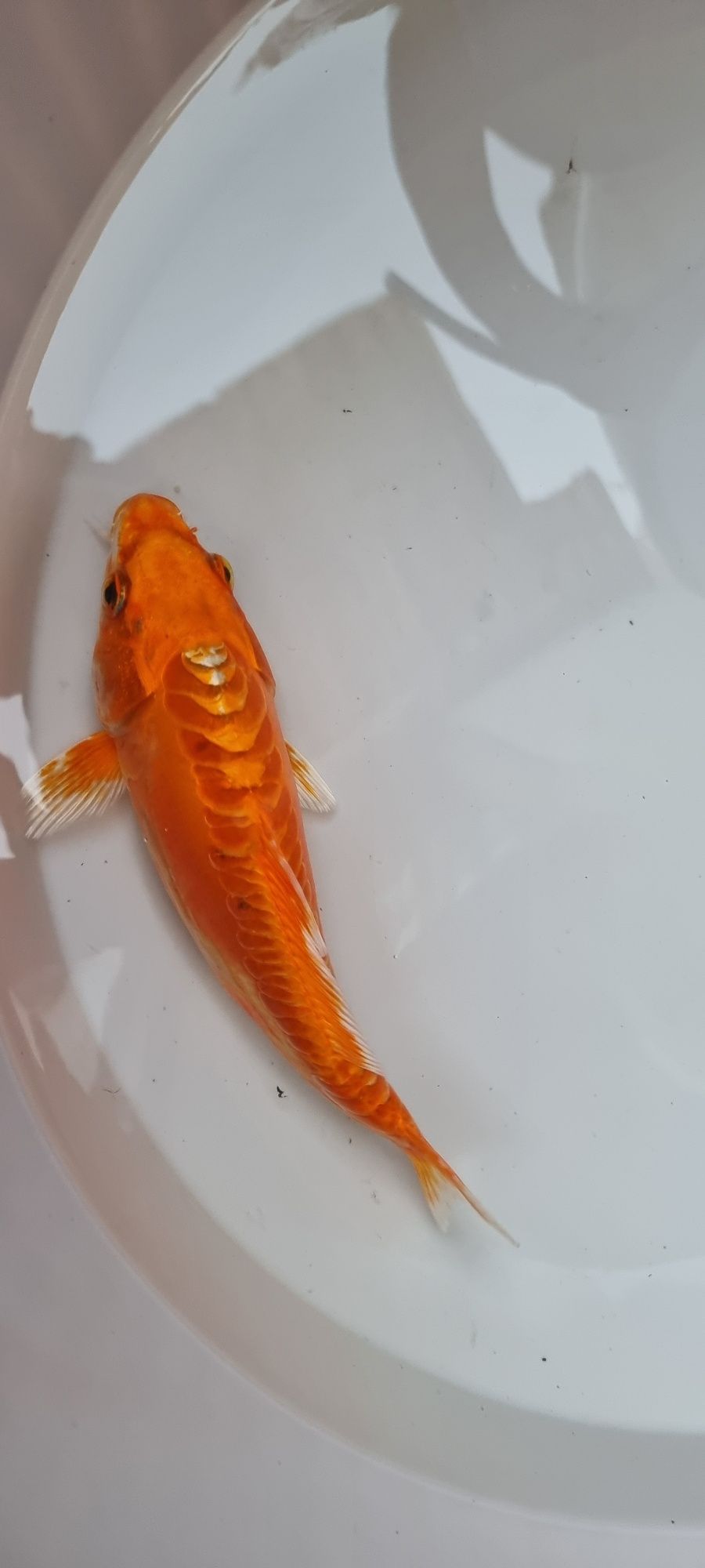 Carpa Koi - 22 cm