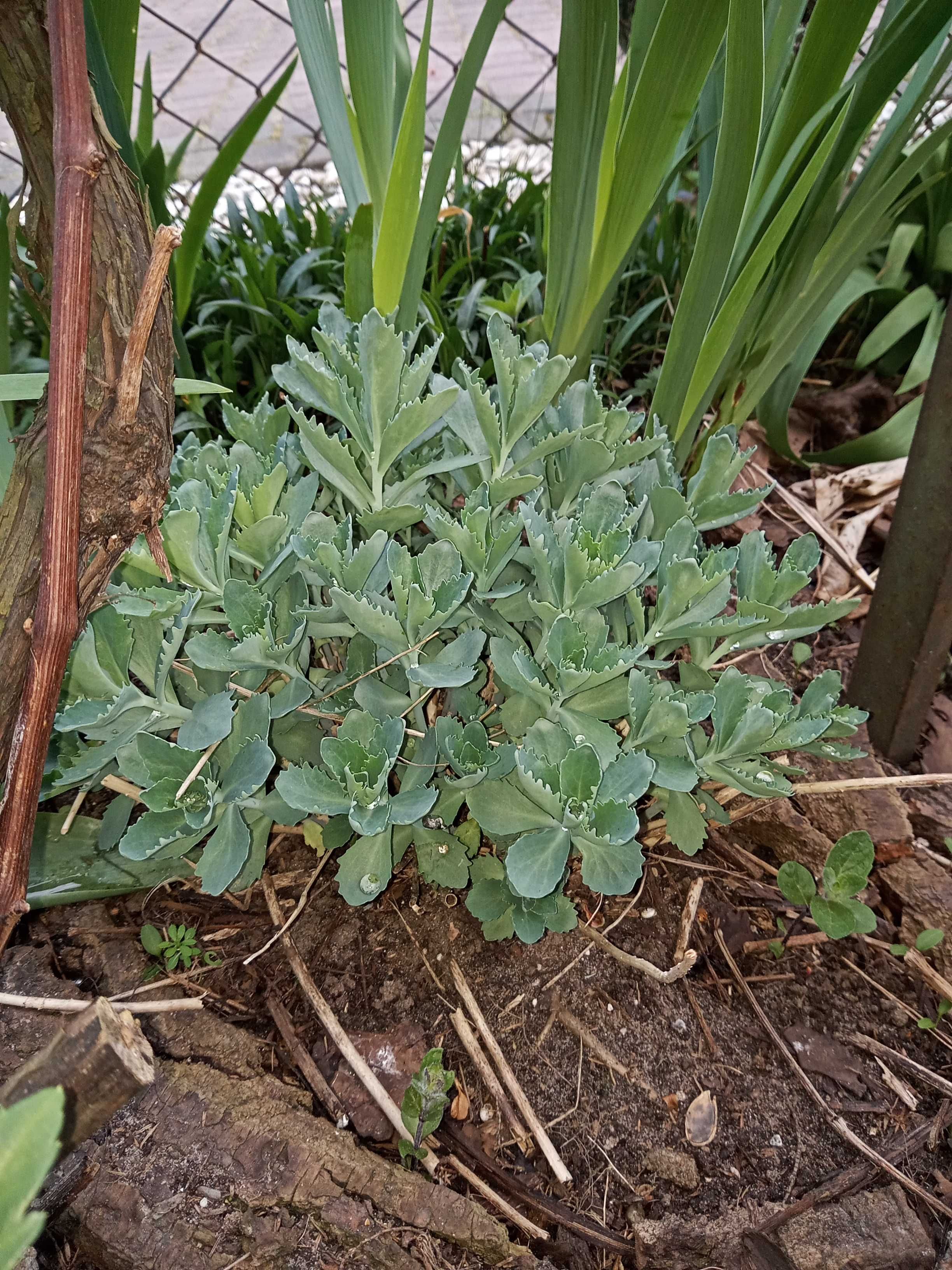 Zioła,rośliny ogrodowe kwiatowe, wierzbę "Hakuro Nishiki",oregano-lebi