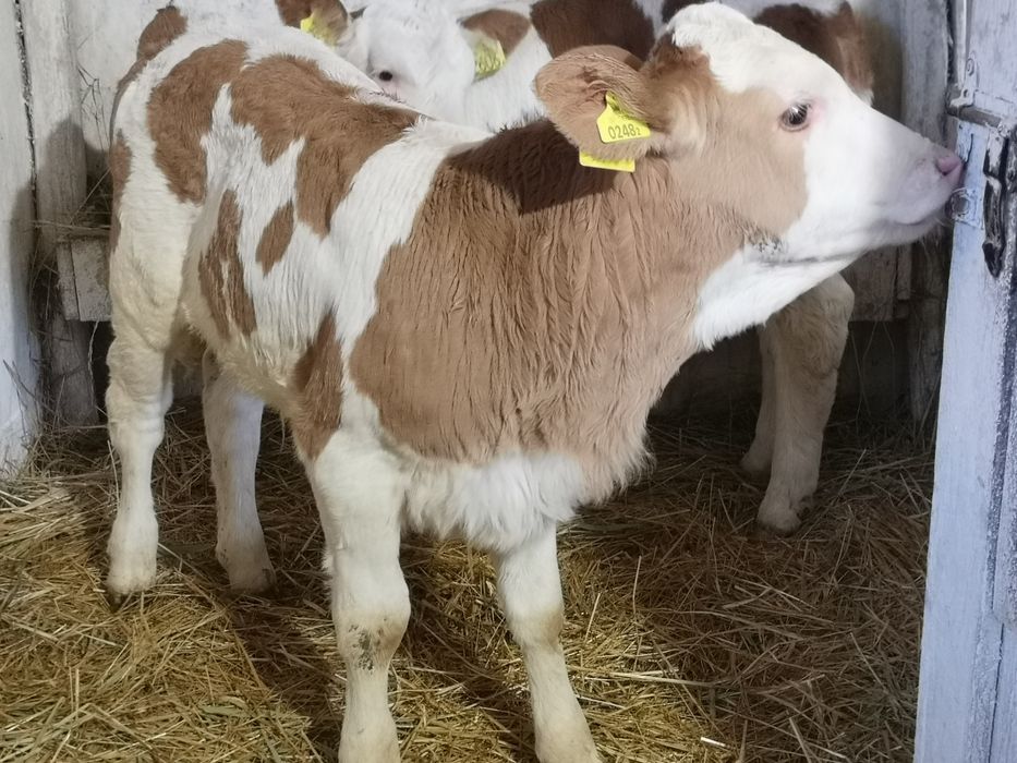 Cielęta jałóweczki rasy SM Aktualne na stanie