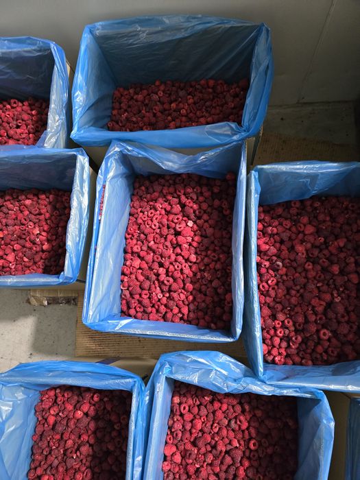 Продам ожину,малину,грис.