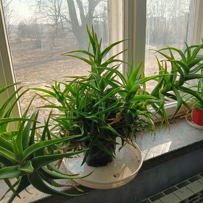 Kwiaty doniczkowe juki