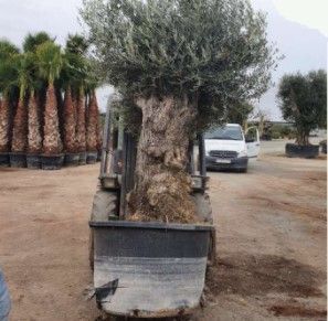 Oliveiras Centenarias - Macro Bonsai - Exemplares
