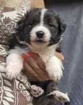 Border Collie suczka