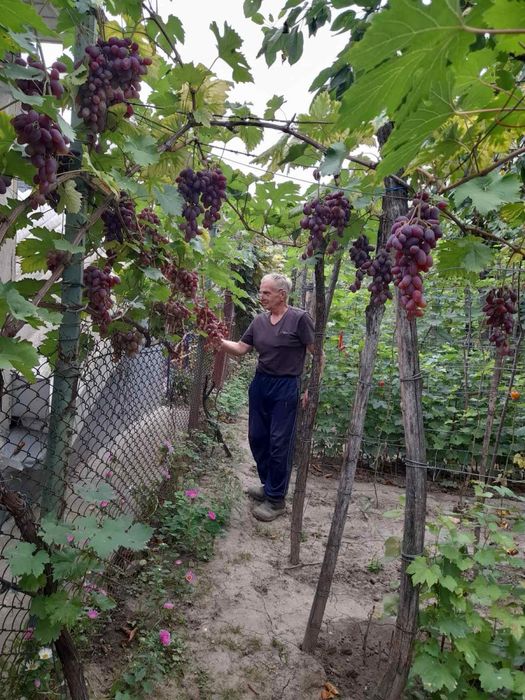 Саджанцi винограда з гроною