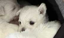 West Highland White Terrier FCI -piękny szczeniak