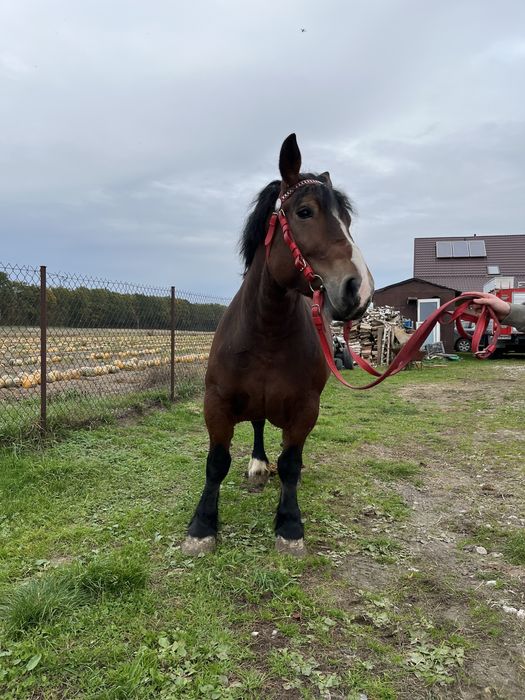 Sprzedam klacz Arden Polski