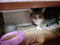 Romeo. Kocurek do adopcji