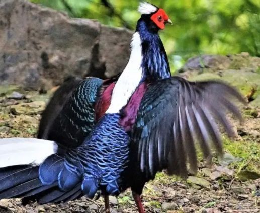 Sprzedam bażanty srebrne ine