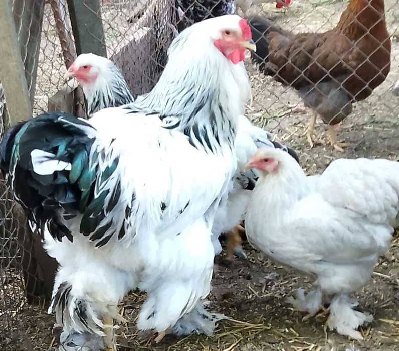 Продам домашні півні кури,гуси.