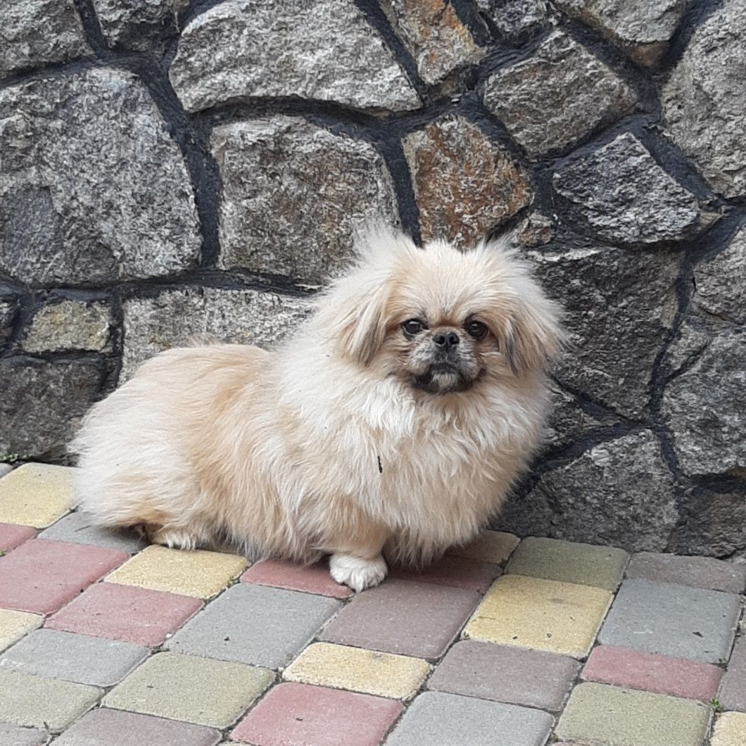 в'язка королівського пекінеса