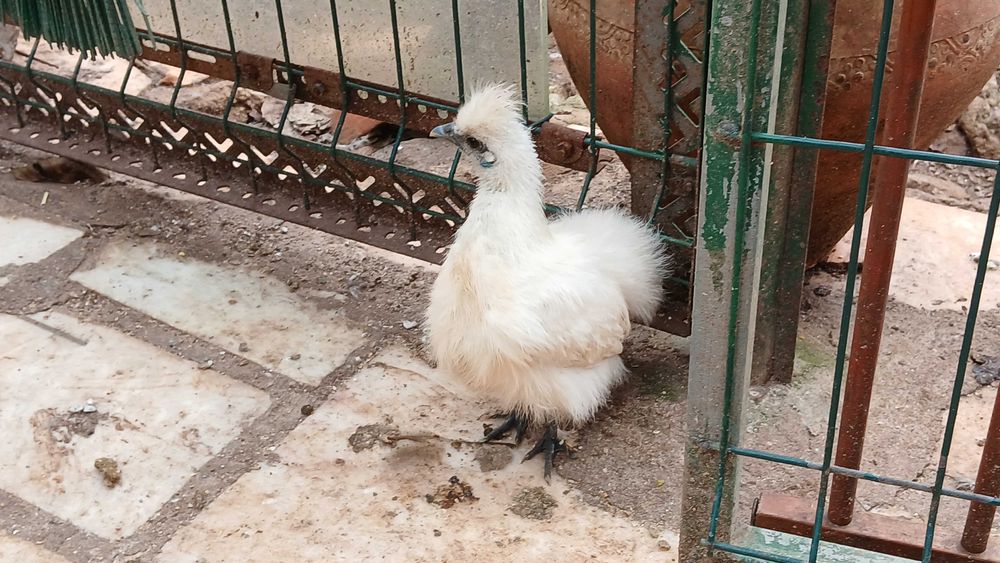 Galinha (macho ou fêmea) sedosas