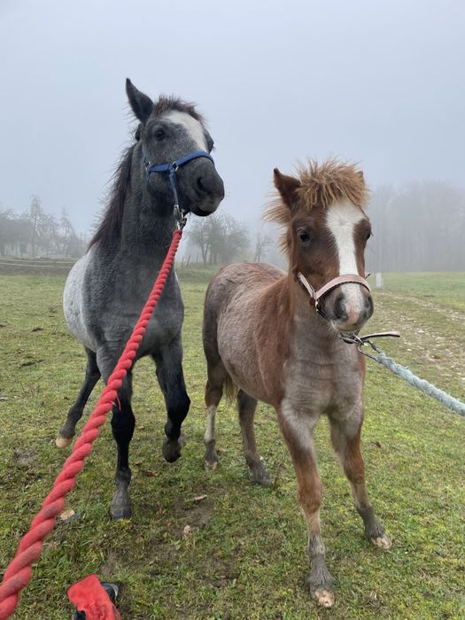 Kuc walijski klacz polski kuc wierzchowy