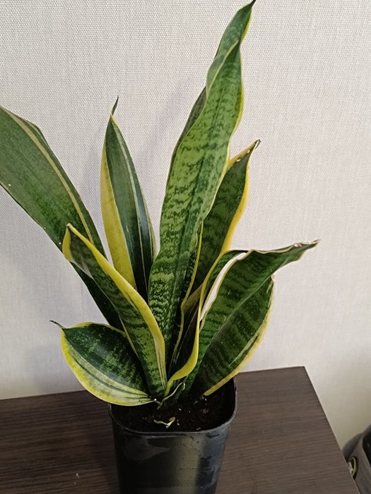 Сансевієрія Футура суперба