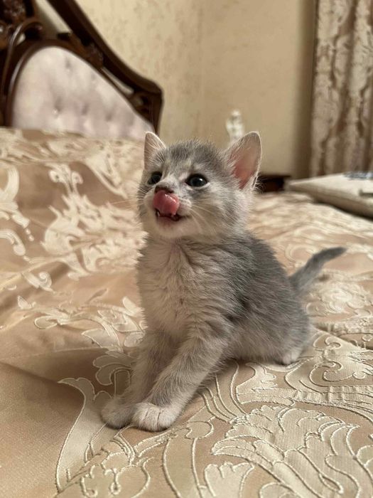 Прилаштовуєтьс кошеня, дівчинка, 1,5 місяці
