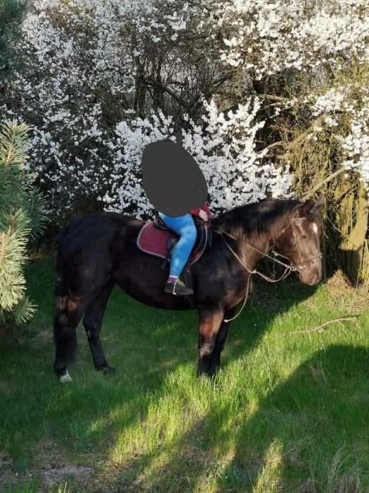 Klacz śląska źrebna