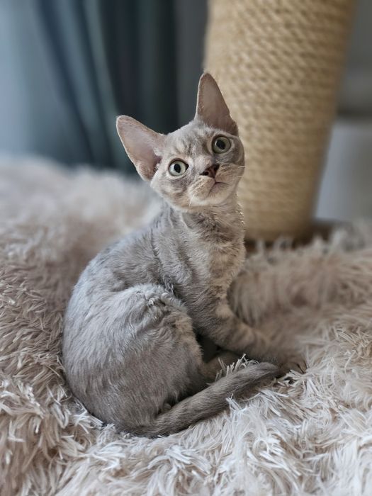 Liliowy kocurek Devon Rex