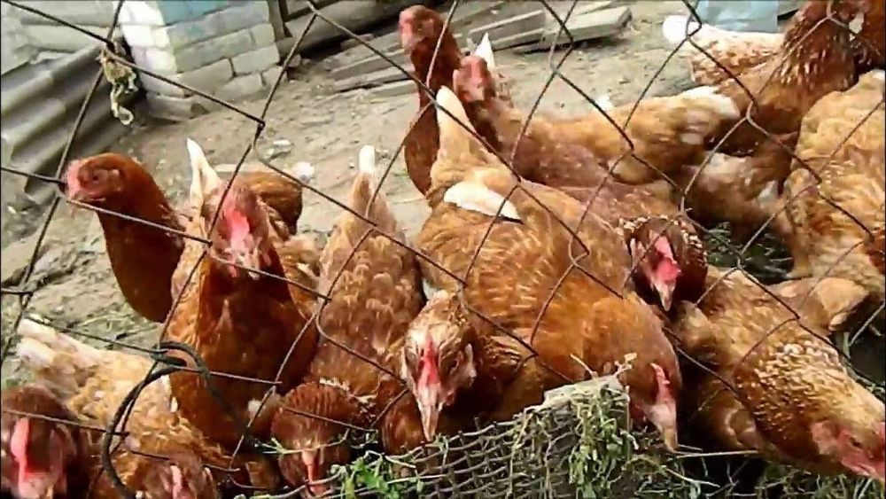 Петрово! Кури несушки! Продам! Доставка безкоштовна