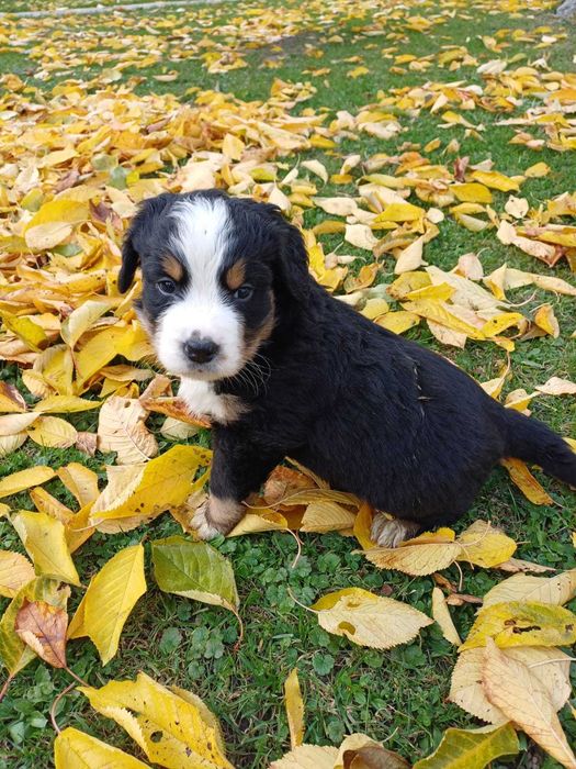 Sprzedam pieska berneńskiego