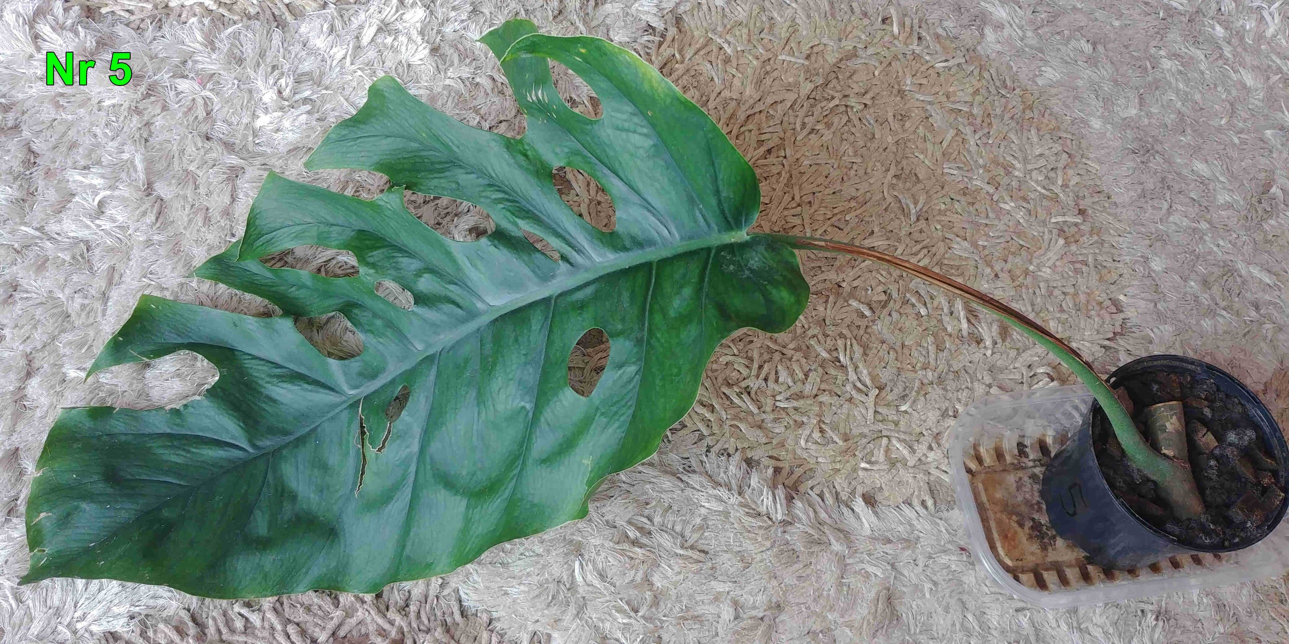 Monstera dubia - ukorzeniona ze stożkiem wzrostu