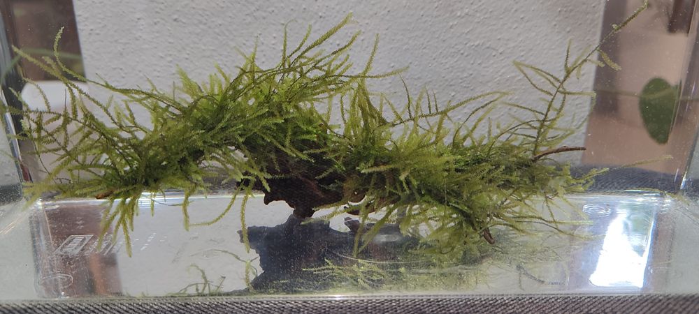 Mech Java Moss na korzeniu