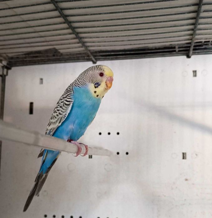 Piriquitos Autralianos Campeões