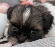 Shih Tzu chłopak malutki piesek