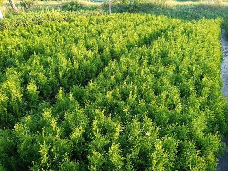 Tuja Szmaragd Doniczka 40 50 cm z dowozem żywopłot Lublin  SADZIMY