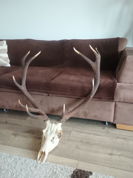 Poroże jelenia.Sprzedam lub zamienię .