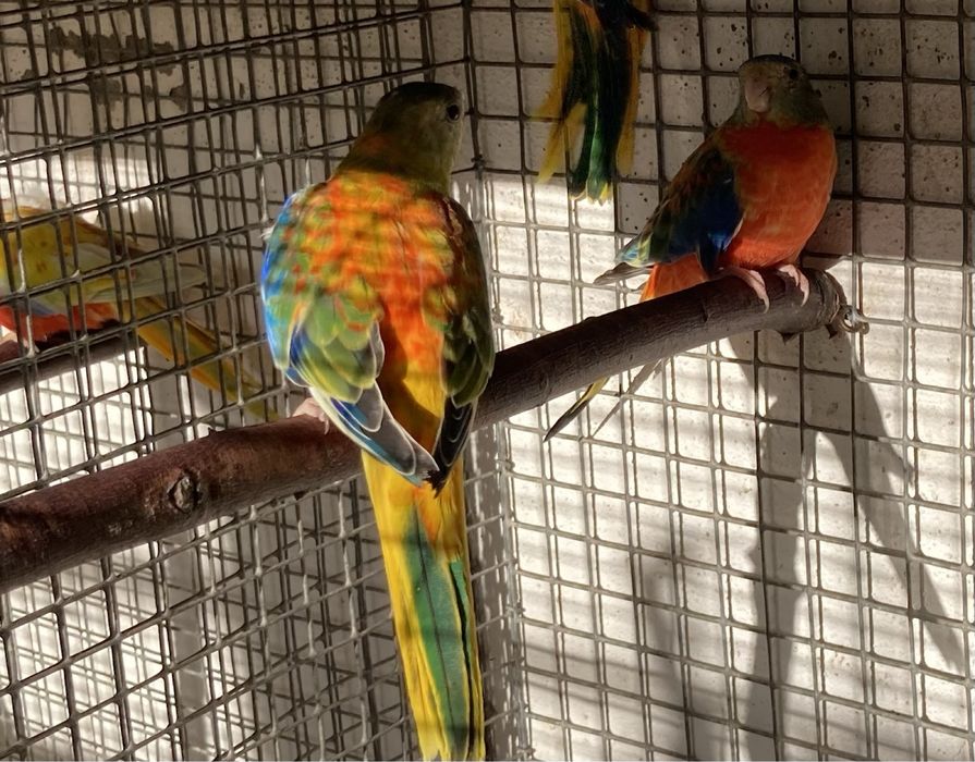 Neophema pulchella (turquoisines )