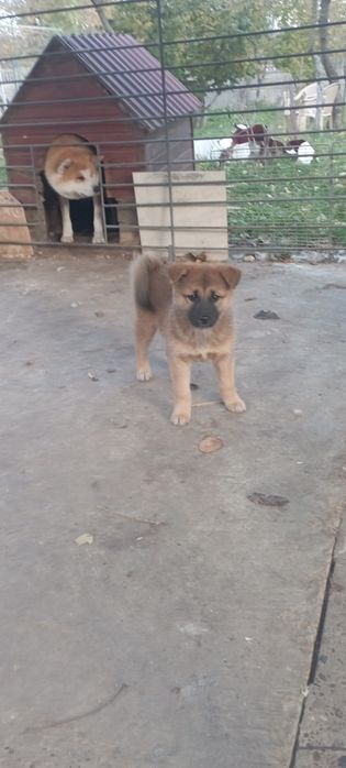 цуценя Акити ину