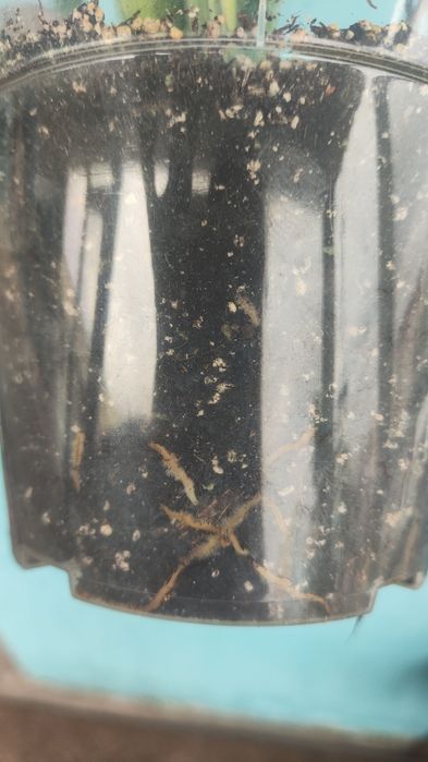 Монстера адансона індонезія марбл adansonii Indonesian Marb