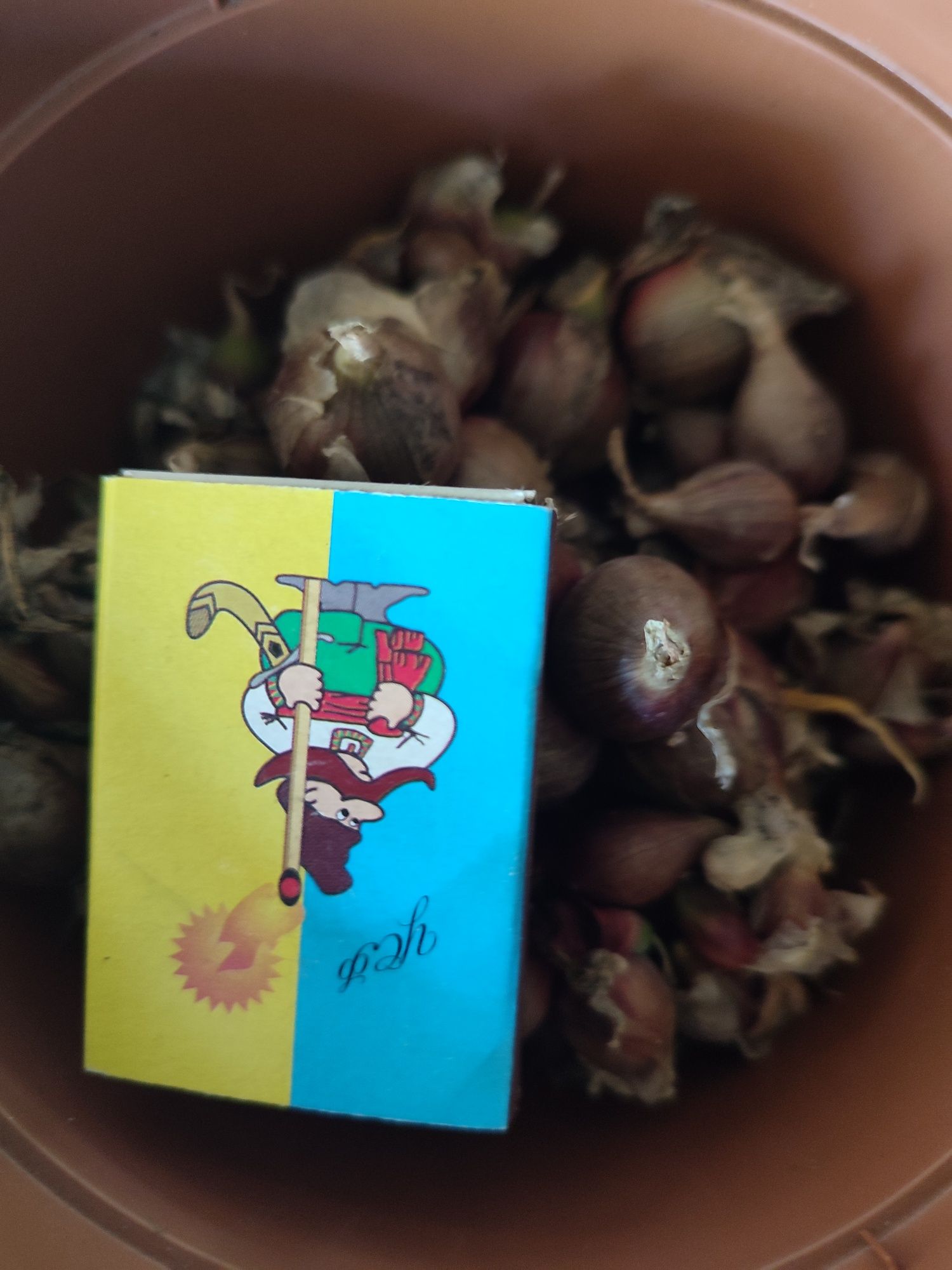 Цибуля,цибуля-кущівка,цибуля багатоярусна,часник,часник однозубка