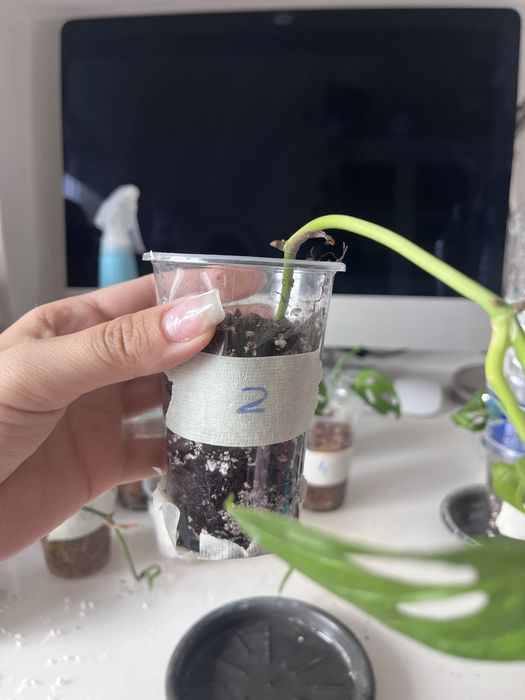 Monstera monkey / monstera adansonii