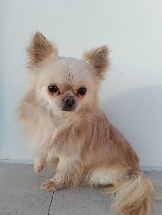 Chihuahua, macho de pêlo comprido arlequim Isabella