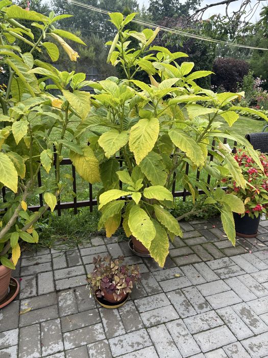 Piękne Datury dwuletnie 160 cm !