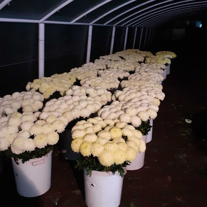 Chryzantemy cięte Creamist