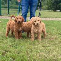 Suczka goldendoodle