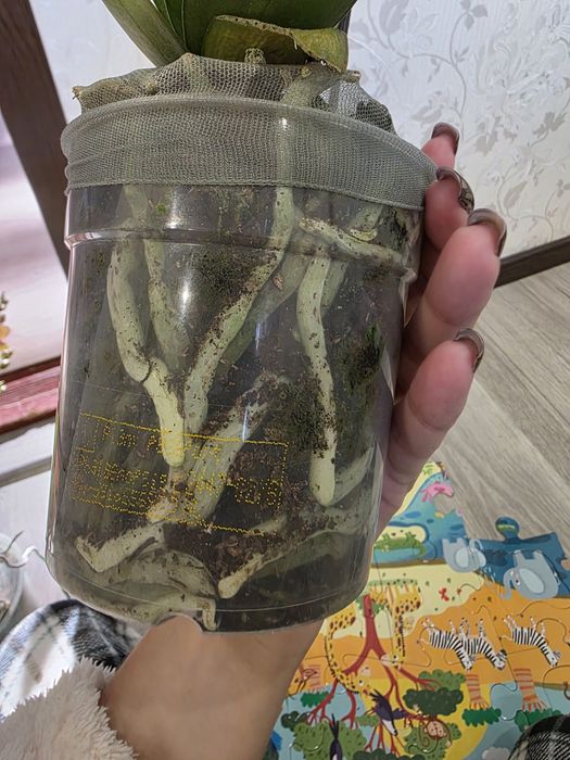 Бузкова орхідея-мультифлора Violet Queen