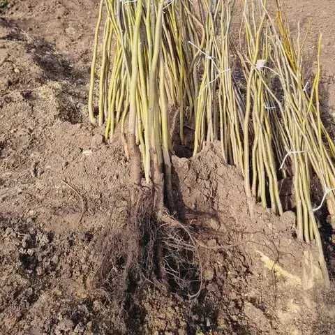 Саджанці дворічні низькорослого грецького горіха сорту "Іван Багряний"