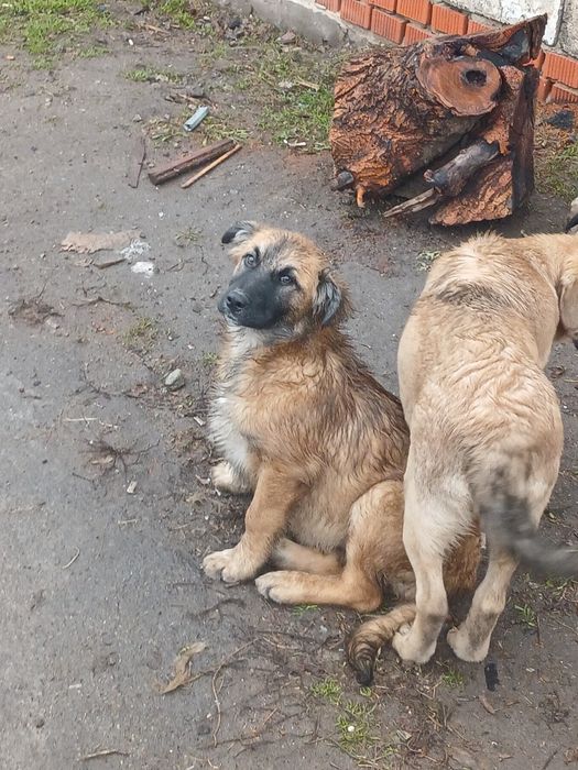 Щенки ищут хозяина