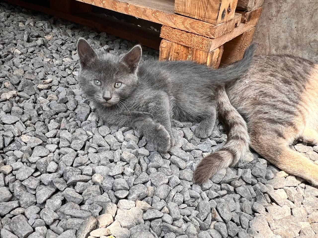Отдам котят в добрые руки