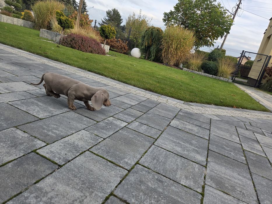 Jamnik Isabela piesek