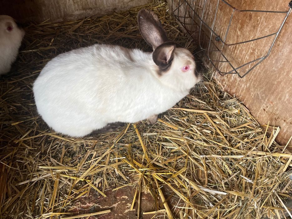 Sprzedam Króliki Kalifornijski Havana
