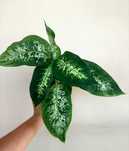 Dieffenbachia compacta